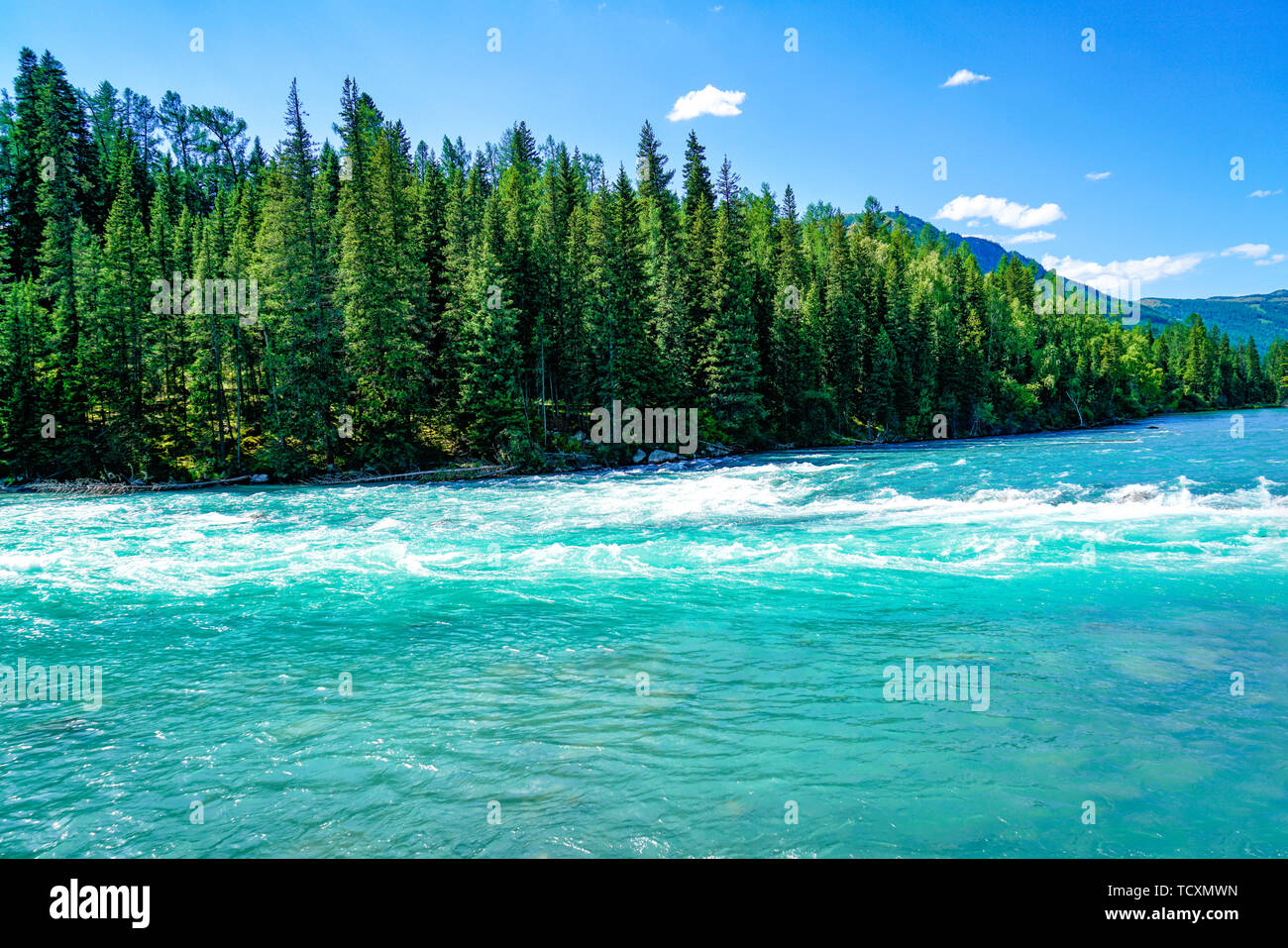 Das Holz durch den Sommer See von Kanas See, Xinjiang Stockfoto