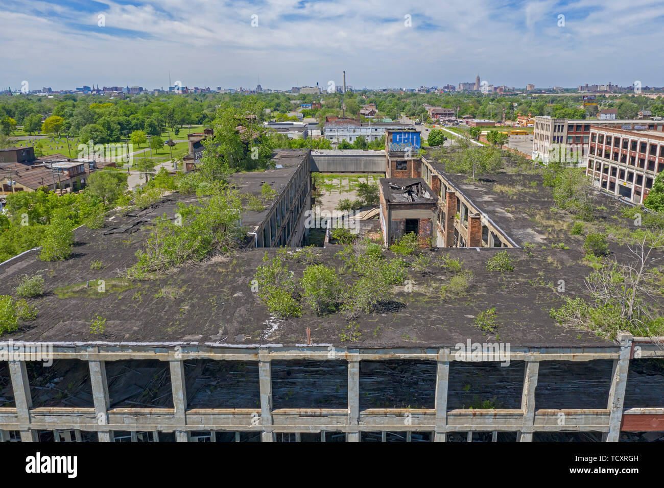Detroit, Michigan - ein Wald von Bäumen wächst auf dem Dach der alten Packard Anlage. 1903 eröffnet, die 3,5 Millionen Quadratmeter Werk beschäftigt 40.000 nicht Stockfoto