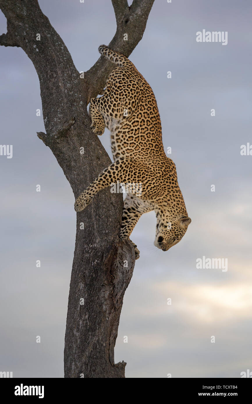 African Leopard (Panthera pardus) Klettern aus Akazie, Masai Mara, Kenia Stockfoto