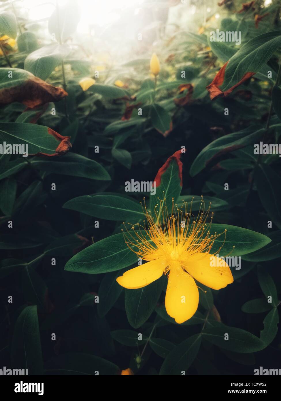 Eine Nahaufnahme einer kleinen Pflanze, die von einem Handy, das als Hintergrund oder Bildschirm sperren verwendet werden können Stockfoto