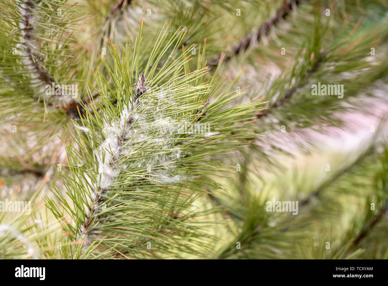 Pappel Samen in tannennadeln zu Beginn des Frühlings eingeschlossen Stockfoto