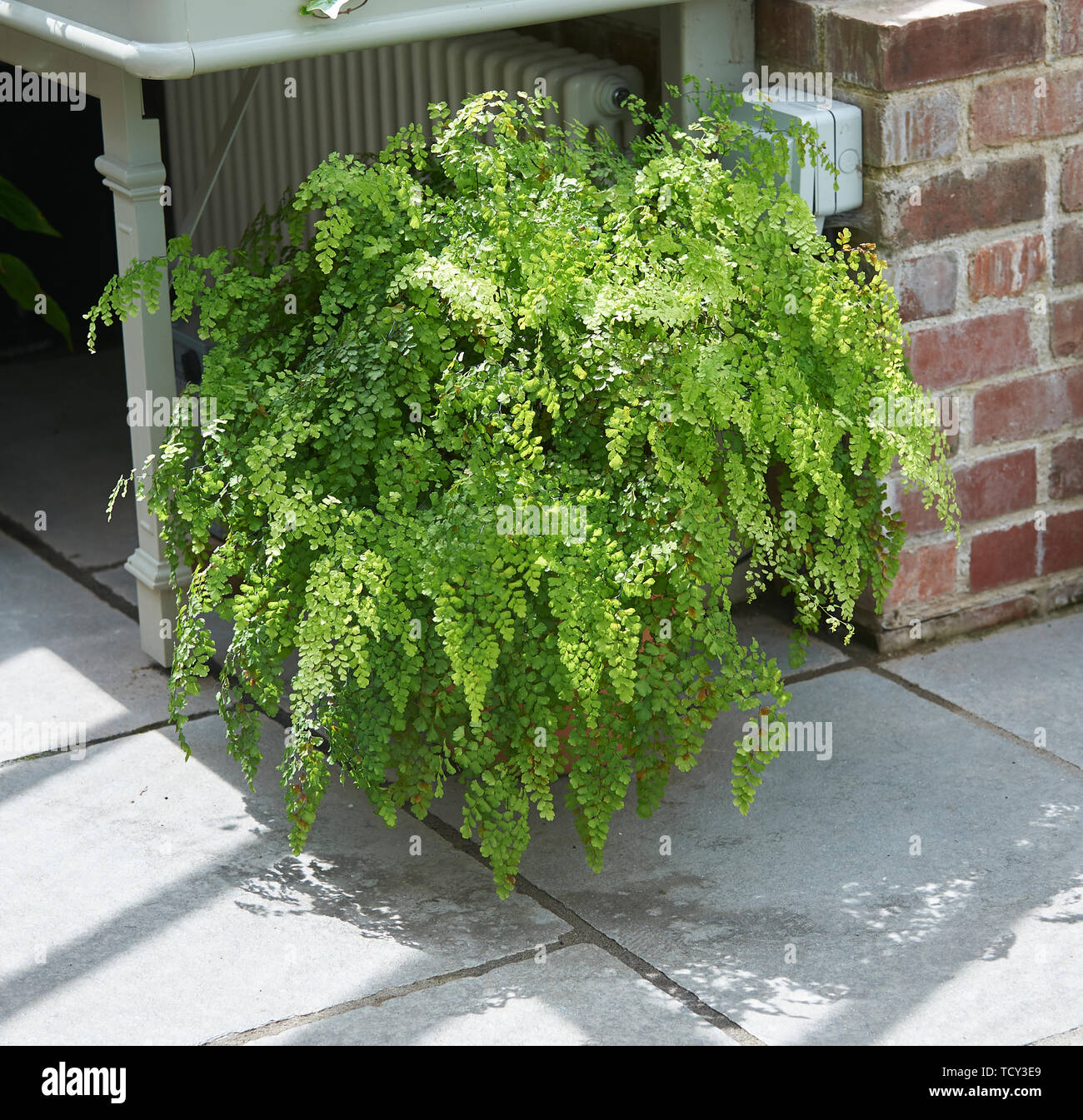 Maidenhair fern (Adiantum capillus-VENERIS) in einem großen Topf in einen Schatten eines Gewächshauses im Sommer wachsen Stockfoto