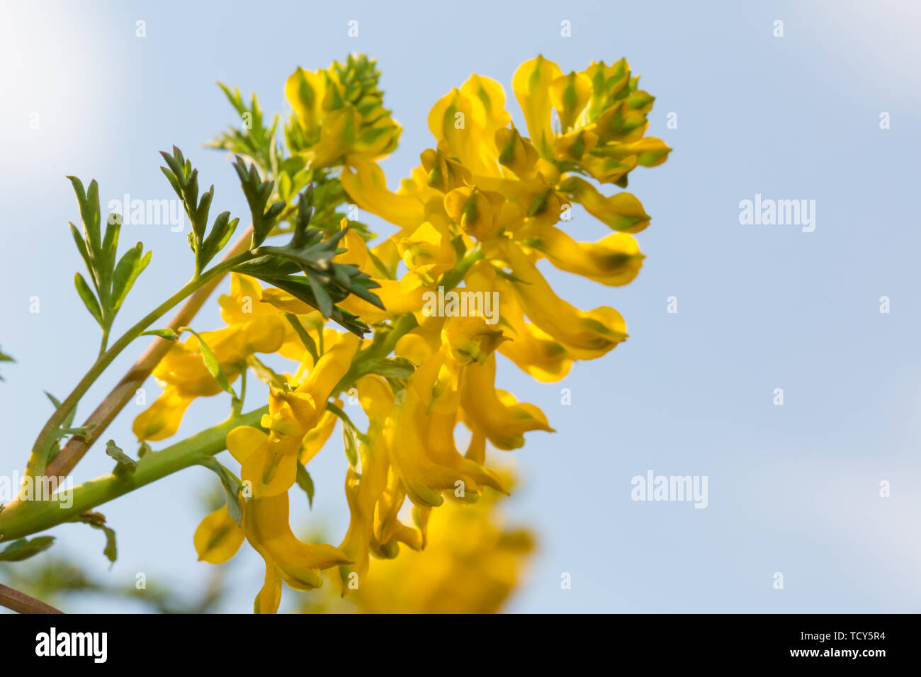 Strings golden Wildblumen, gelbe Stiefmütterchen. Stockfoto