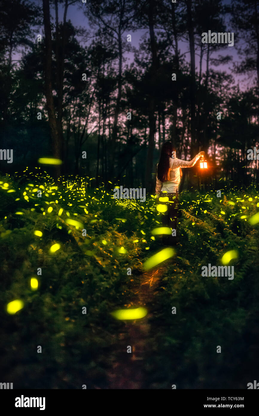 Firefly Ohren Meer Stockfoto