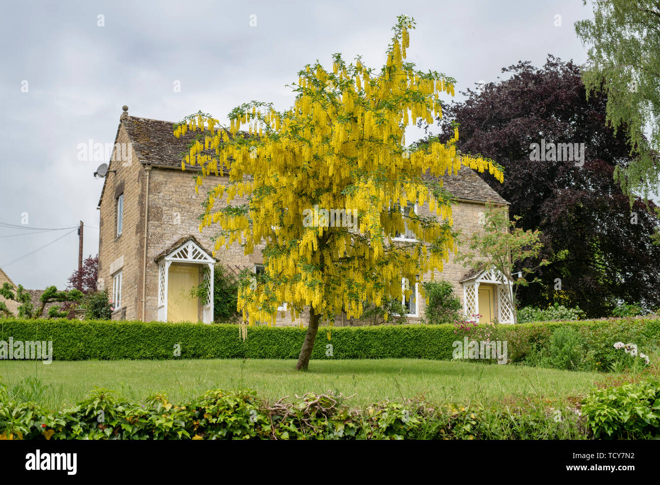 Laburnum anagyroides. Goldregen Baum und Cotswold Cottage in Calmsden, Cotswolds, Gloucestershire, England Stockfoto