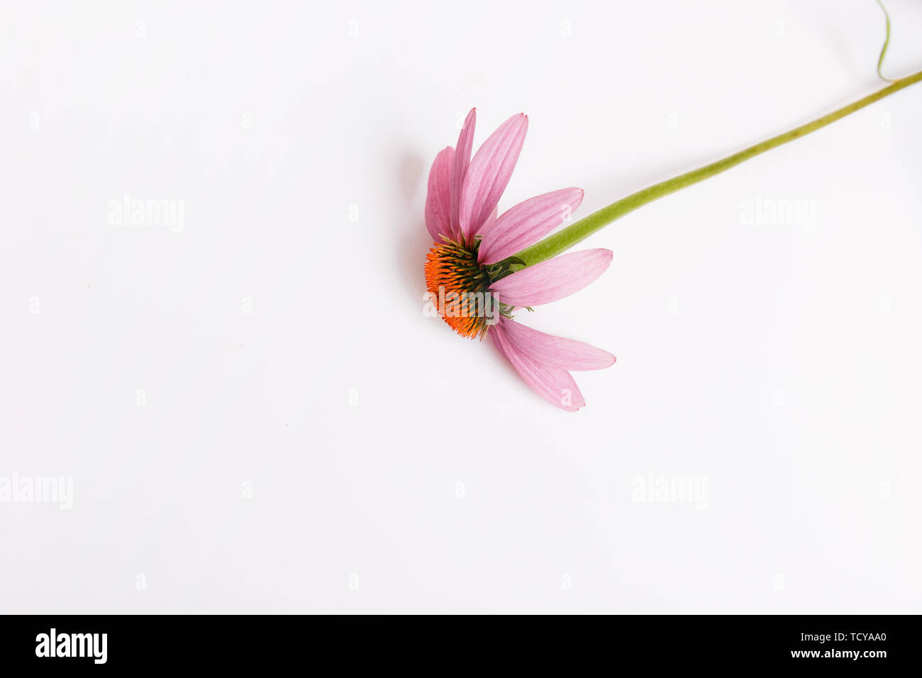 Echinacea Heilpflanzen Hintergrund, Flach top Stockfoto