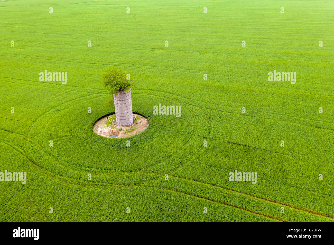 Mt Vernon, Illinois - ein Baum wächst aus der Spitze eines alten Silo in einer Farm. Stockfoto