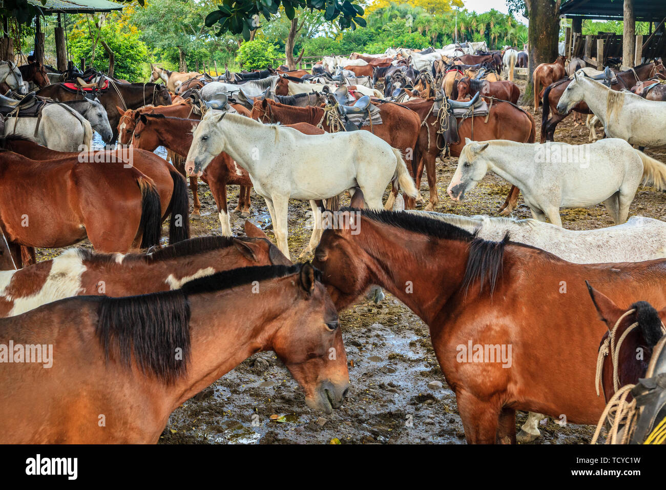Große Gruppe von Maultieren in einem Bauernhof in der Provinz Guanacaste in Costa Rica Stockfoto
