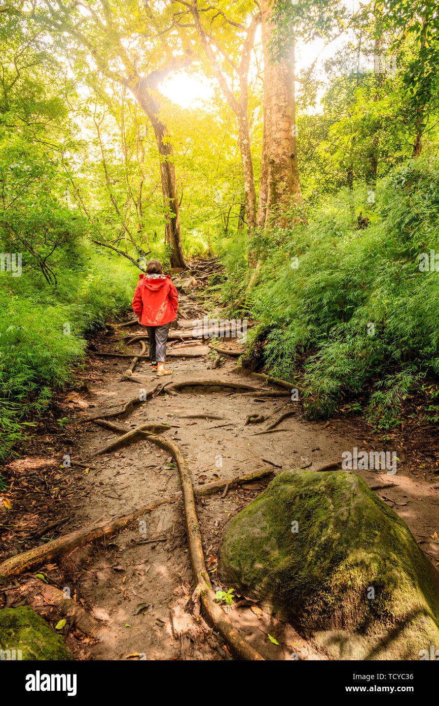 Frau auf einem Wanderweg in Rincon de la Vieja Nationalpark in Costa Rica Stockfoto