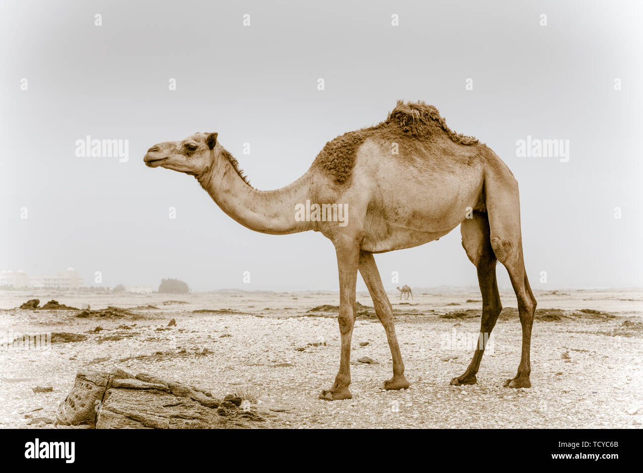 Wild Kamel in der Wüste in der Nähe von Salalah im Oman Stockfoto