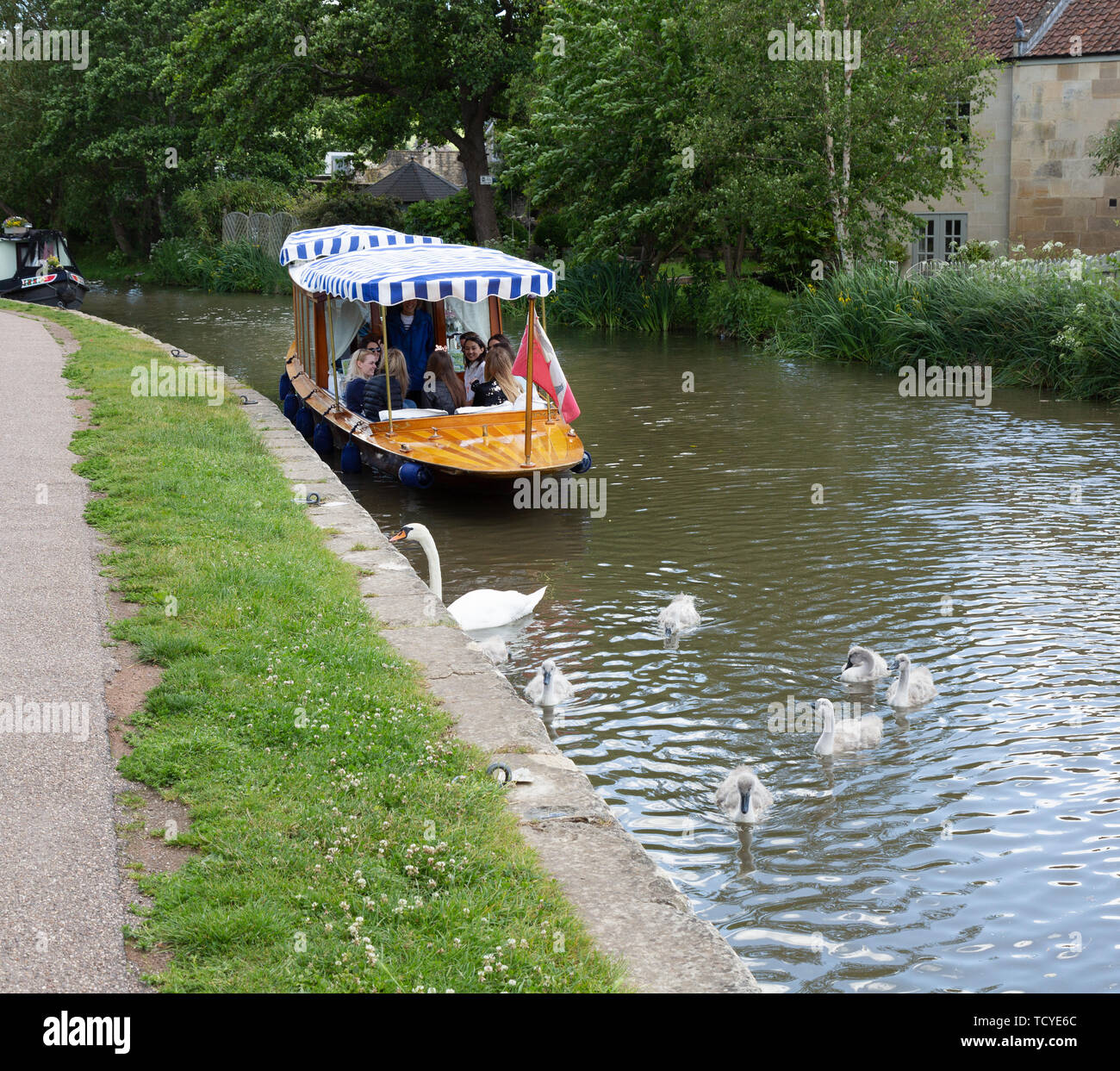 Schwäne auf dem Kennet und Avon Kanal bei Bath Somerset England Großbritannien Stockfoto