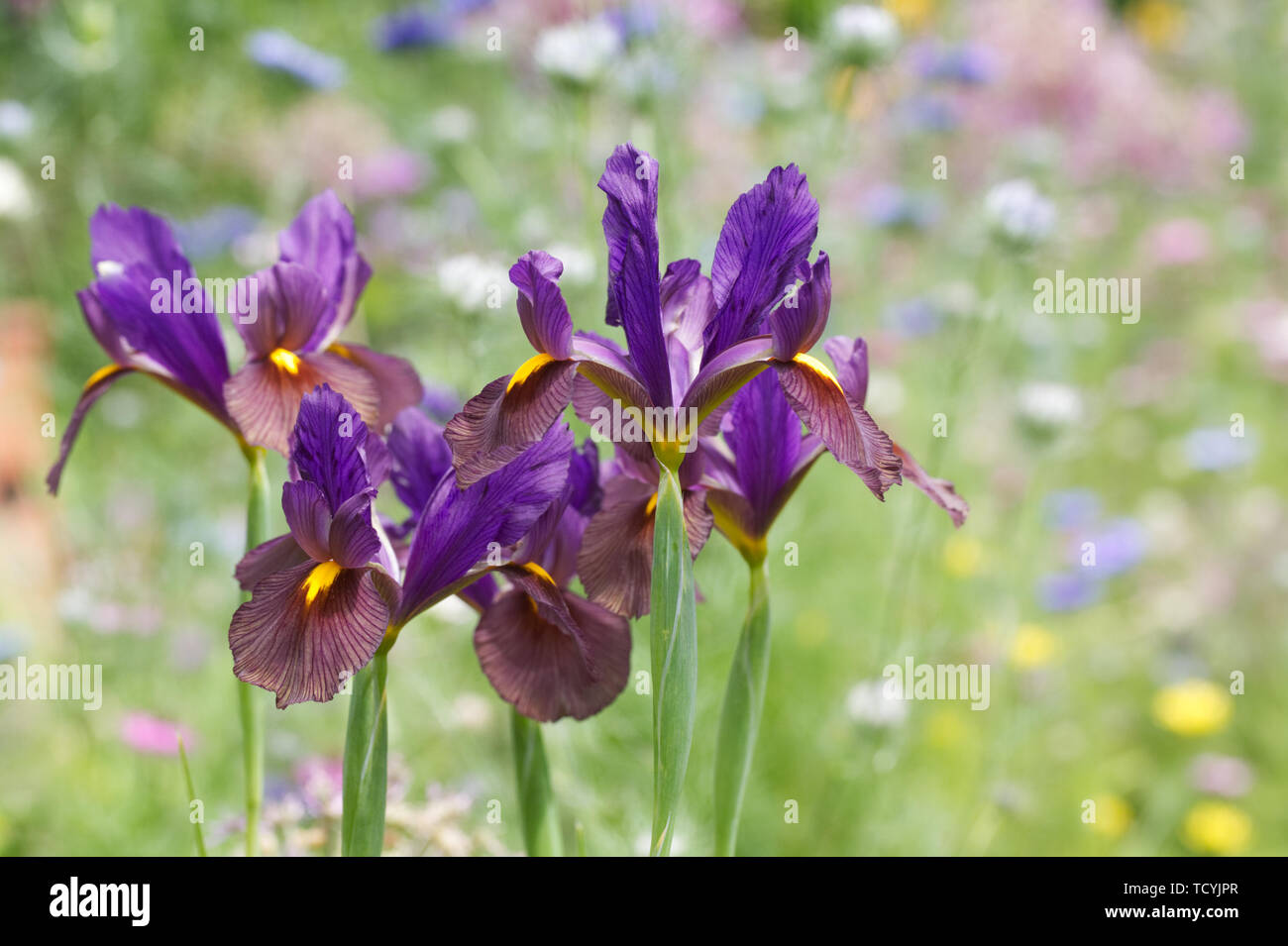 Iris hollandica 'Black Beauty' Blüte im Frühjahr. Stockfoto