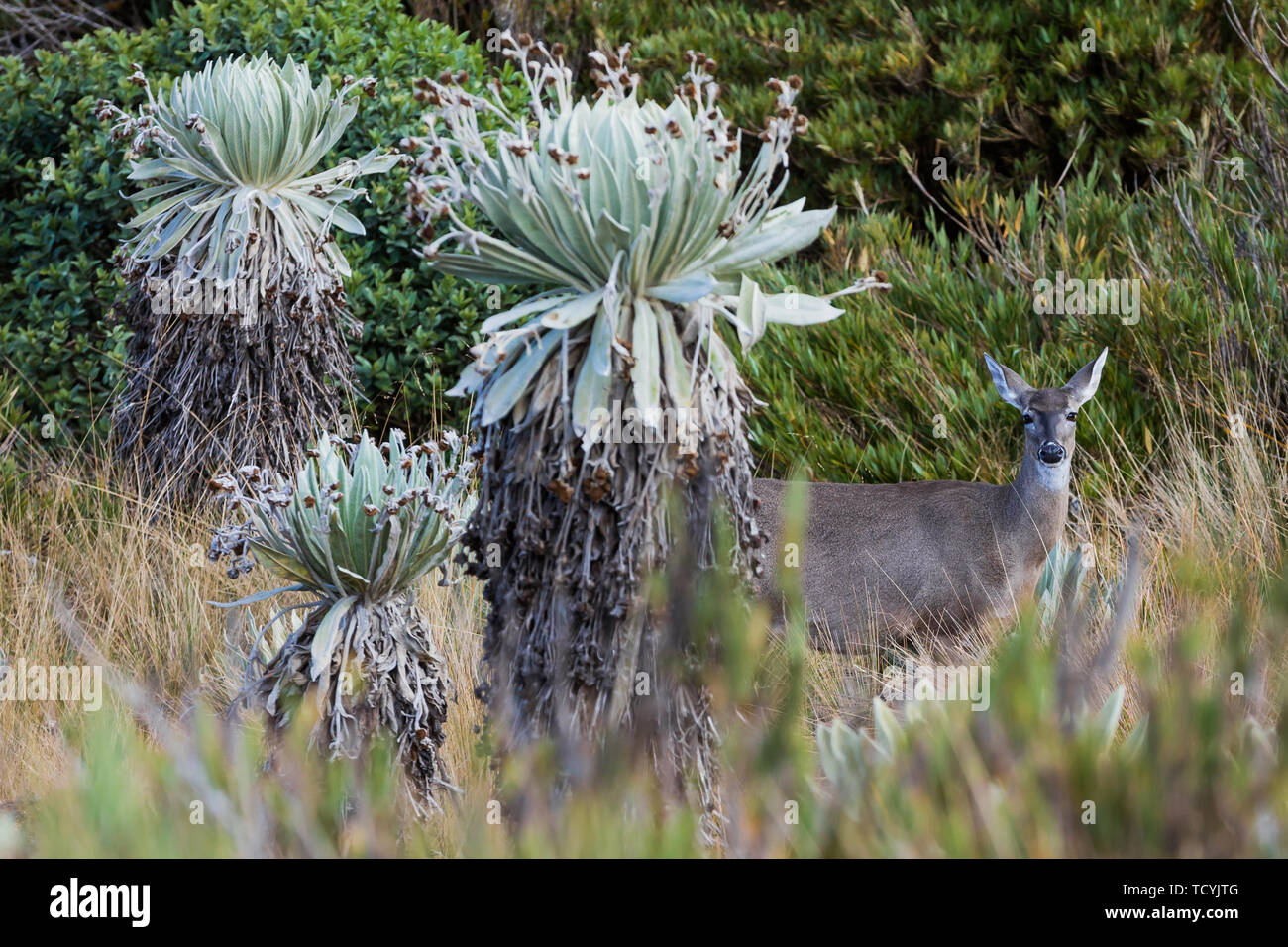 Weißwedelhirsche von Paramo de Oceta und seine Espeletia Mongui Frailejones Boyaca in Kolumbien Südamerika Stockfoto