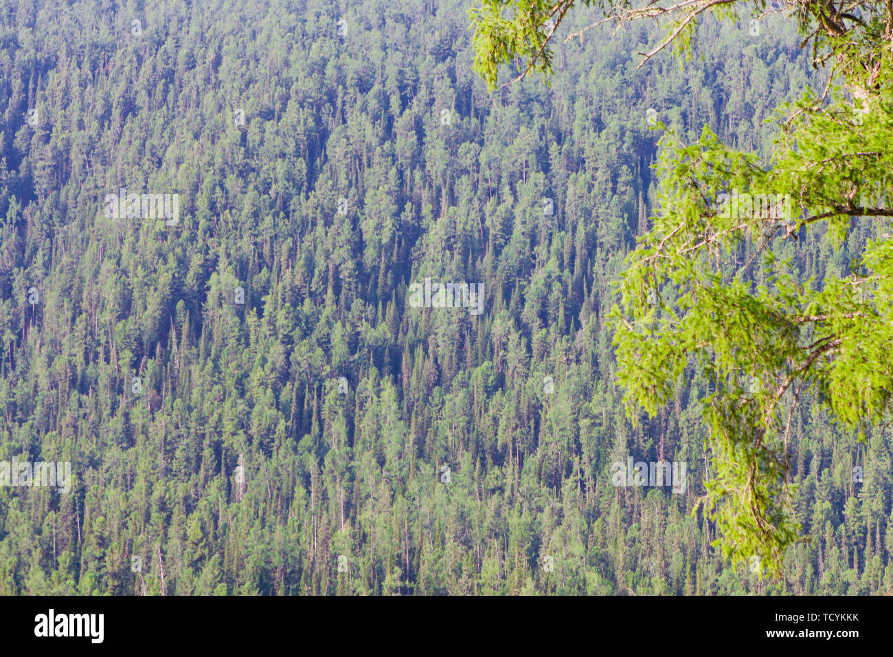 Wald im Sommer Kanas Scenic Area Stockfoto