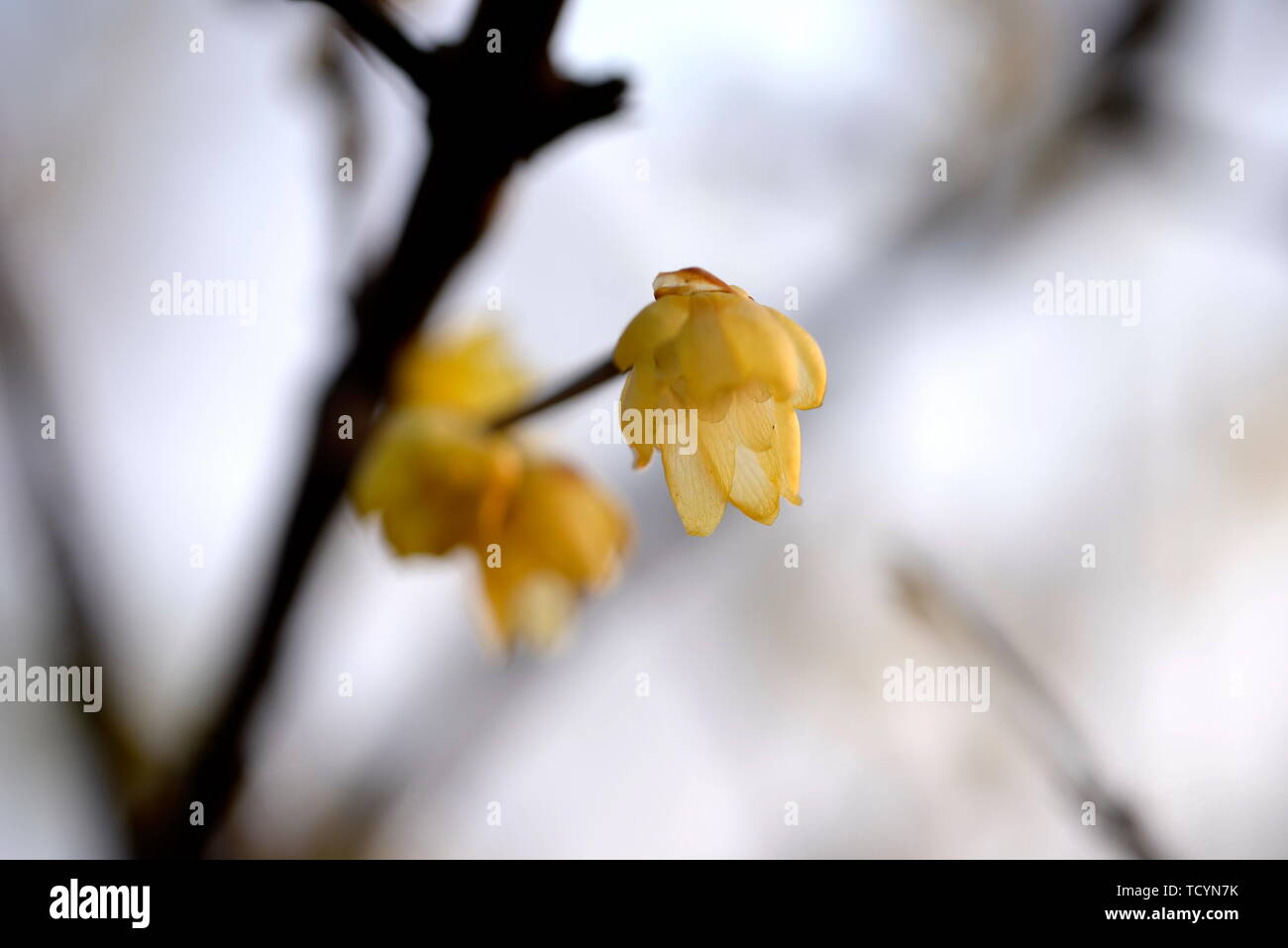 Plum flower Stockfoto