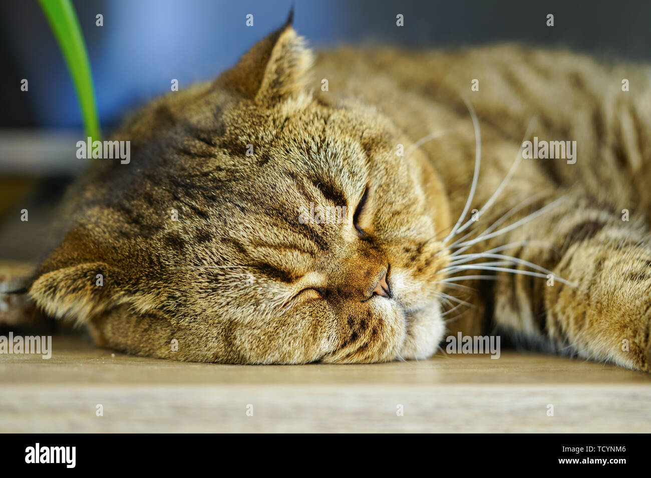 Schöne braune abgestreift schottischen Katze schlafen gegen einen unscharfen Hintergrund Fach Stockfoto