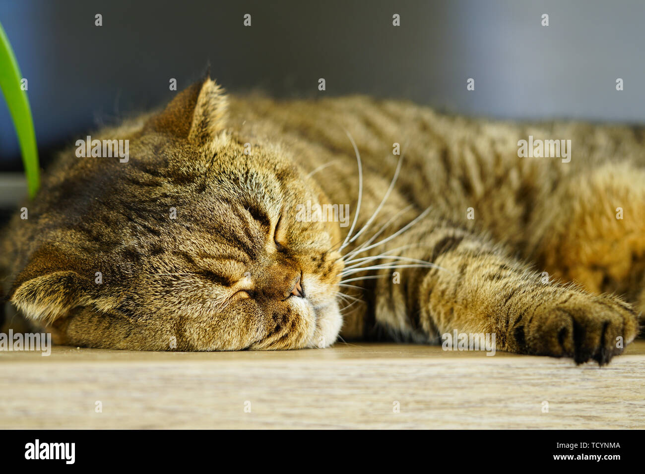 Schöne braune abgestreift schottischen Katze schlafen gegen einen unscharfen Hintergrund Fach Stockfoto