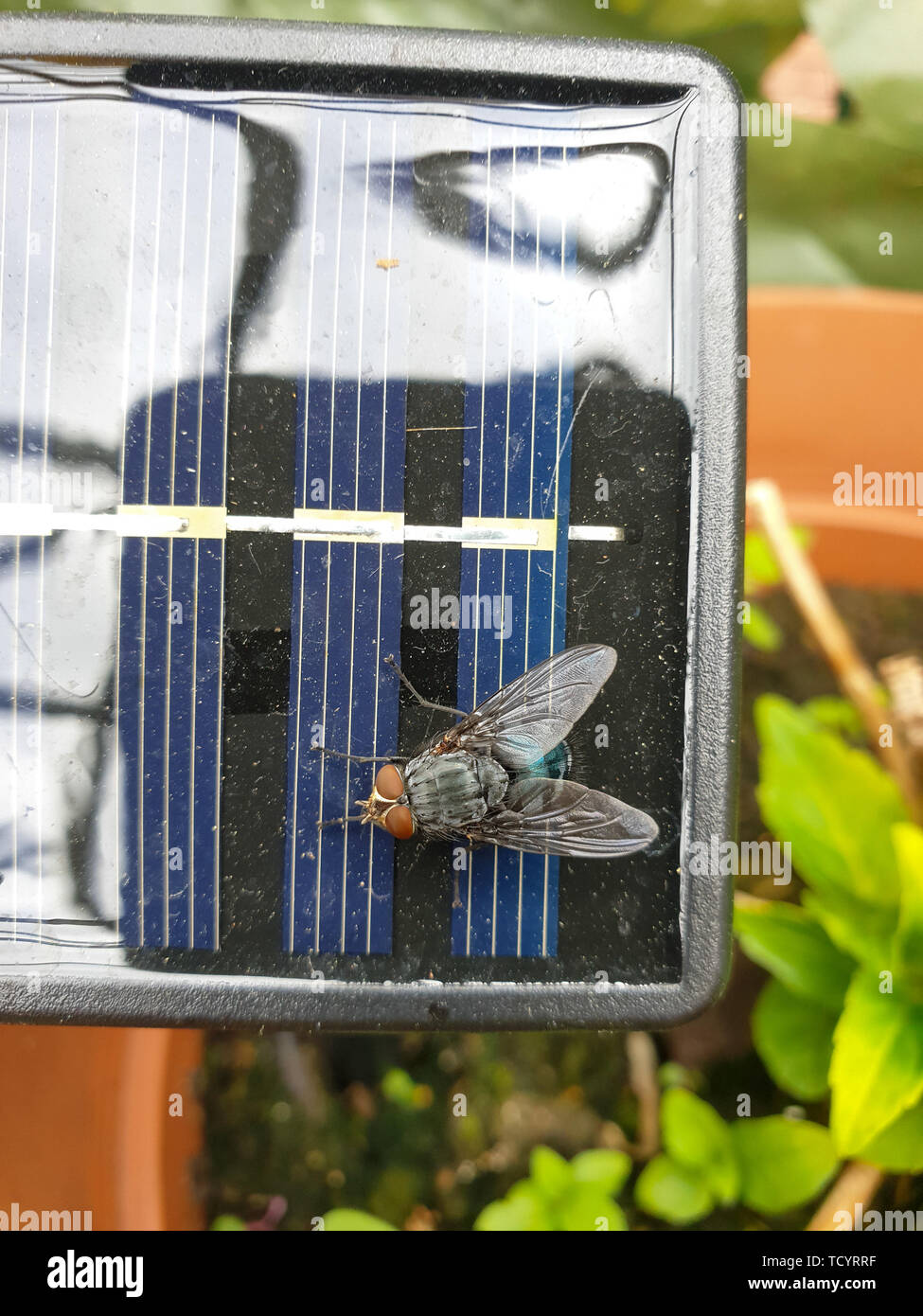 Bild von Oben nach Unten anzeigen Om wenig solar panel mit großen Fliegen, in der Nähe Stockfoto