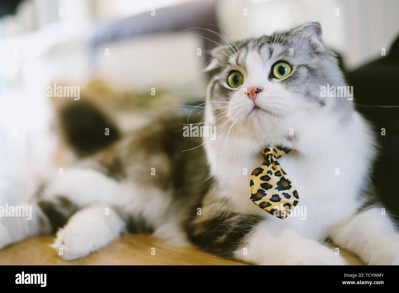 Schottische Eared Cat Stockfoto