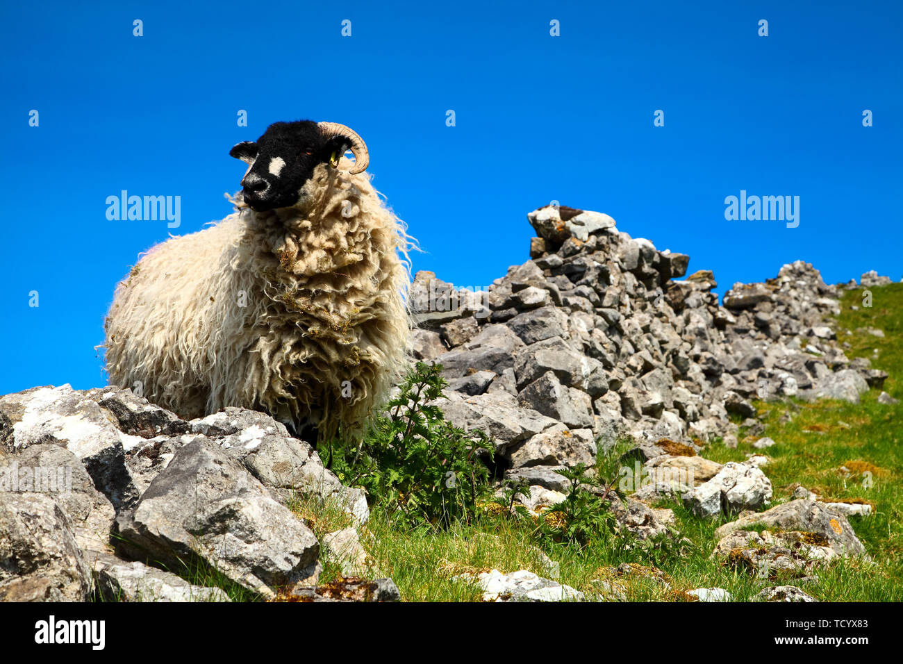 Schaf stehend unter den Ruinen einer alten Steinmauer in Ribblesdale Yorkshire Dales England Stockfoto