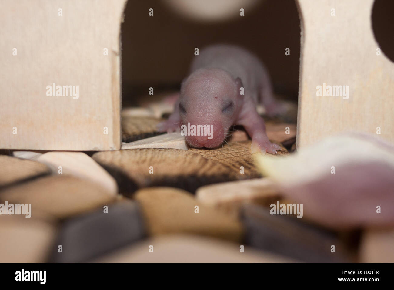 Das Konzept der Gebrechen. Der neugeborenen Ratte cub noch nicht öffnete seine Augen. Die Maus Kind ist ein. Kleine Nager. Stockfoto