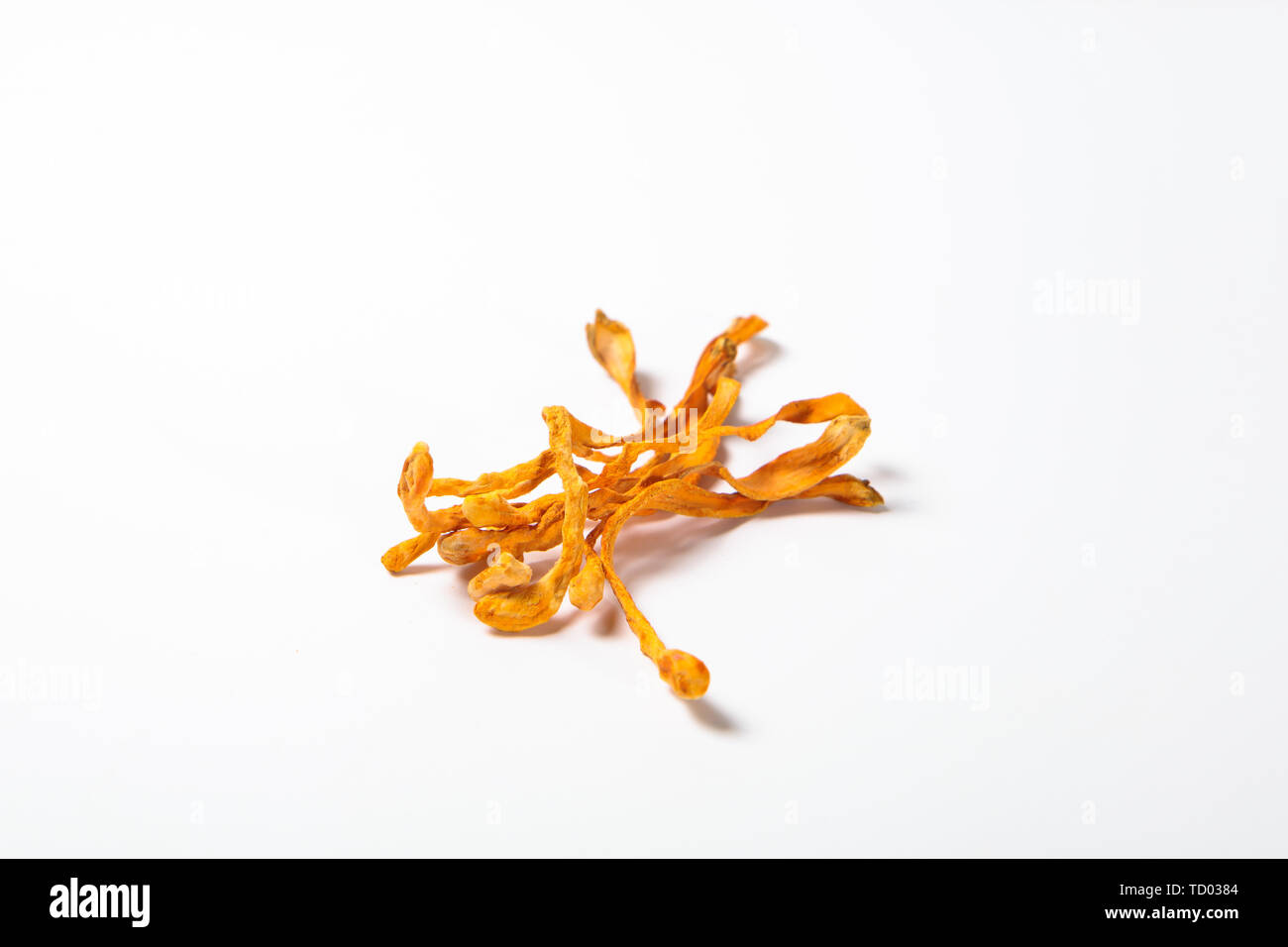 Cordyceps Blume weiß hintergrund abbildung Stockfoto