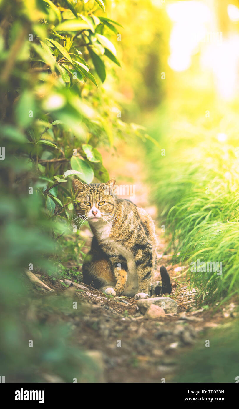 Ein meow in eine seltsame Pose. Stockfoto