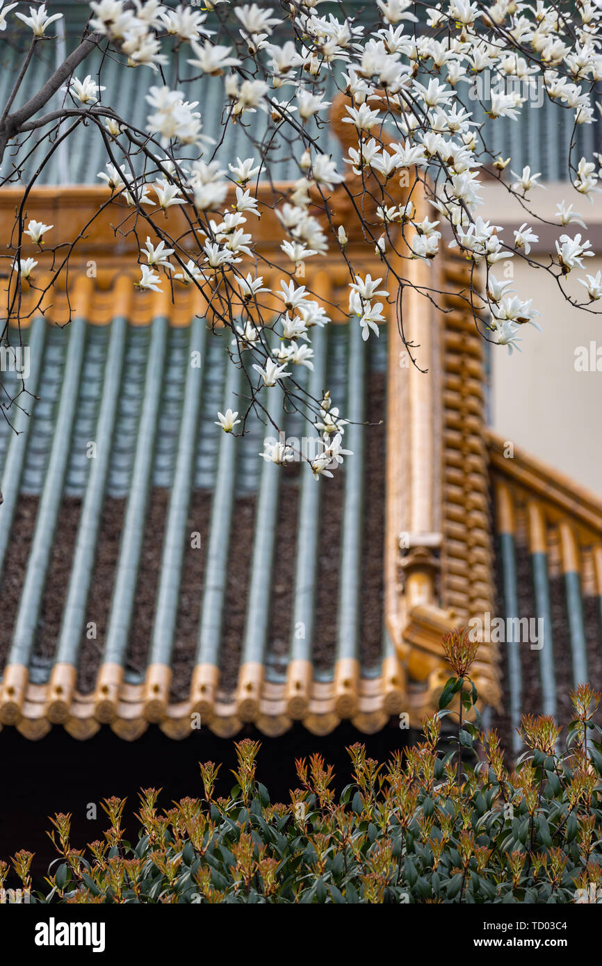 Chaotian Palace Magnolienblüte Stockfoto