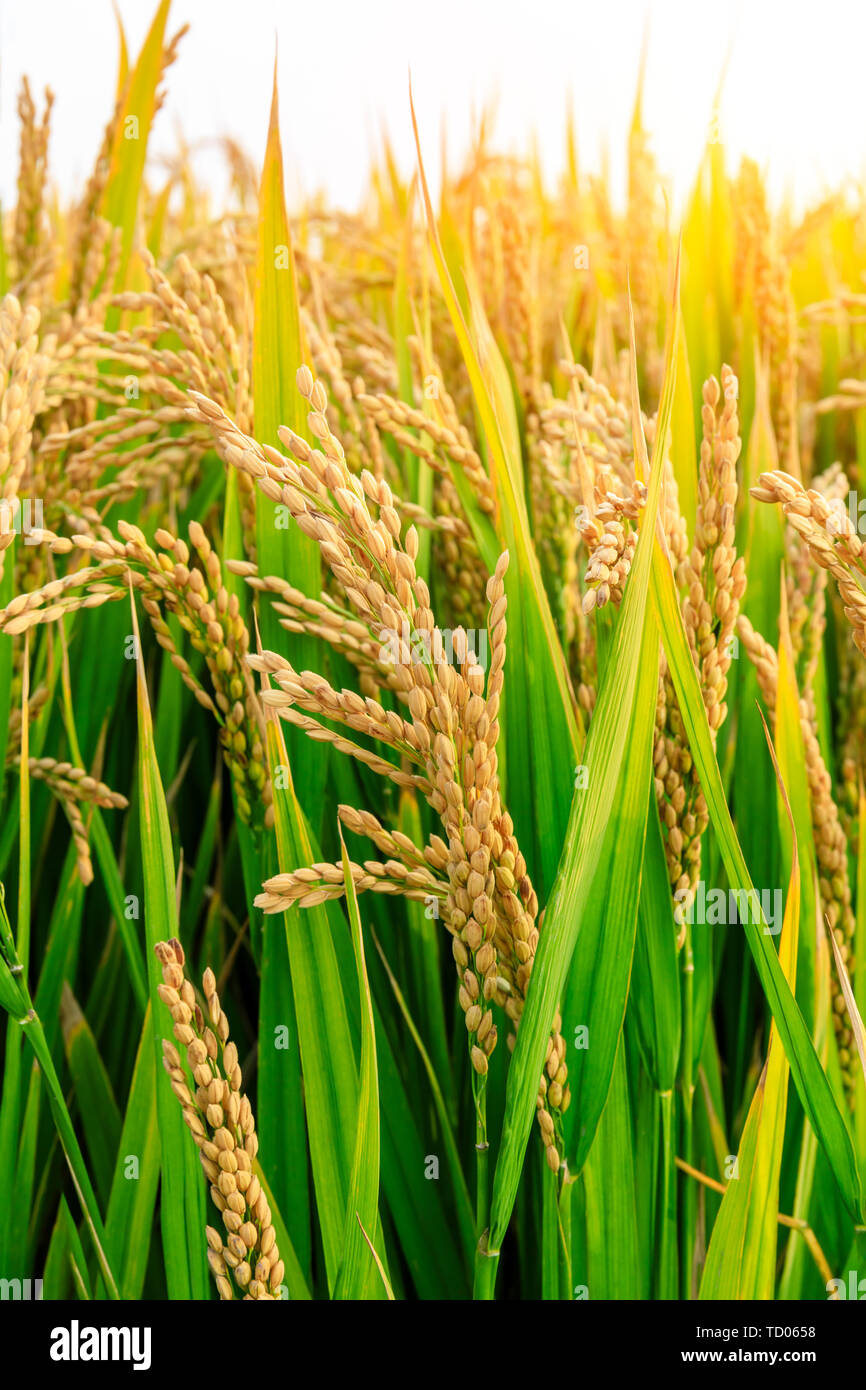 Reif Reisfeld auf dem Bauernhof Stockfoto
