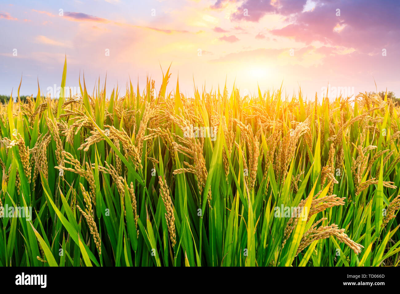 Reif Reisfeld und Himmel Hintergrund bei Sonnenuntergang Zeit mit Sonnenstrahlen. Stockfoto