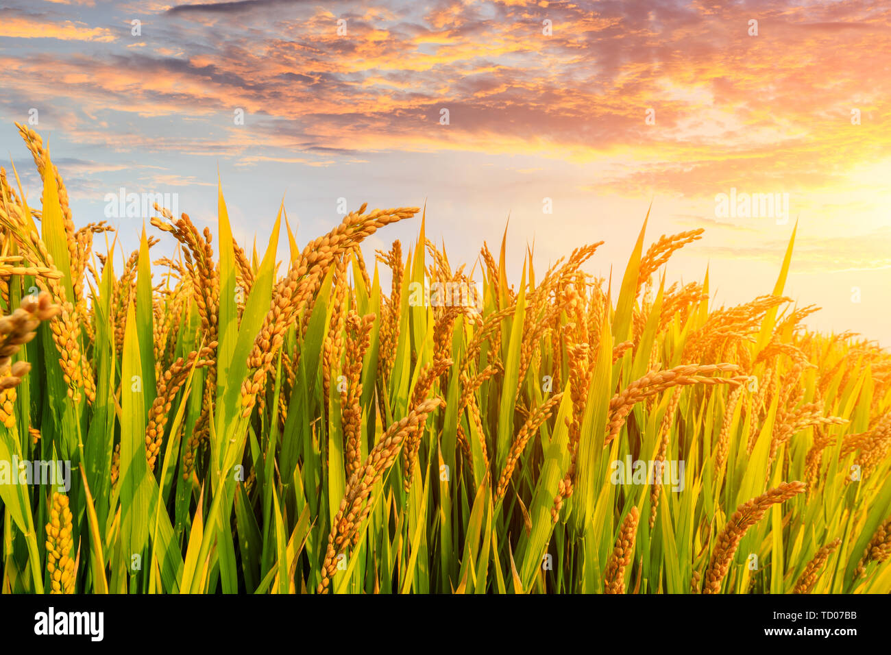 Reif Reisfeld und Himmel Hintergrund bei Sonnenuntergang Zeit mit Sonnenstrahlen. Stockfoto