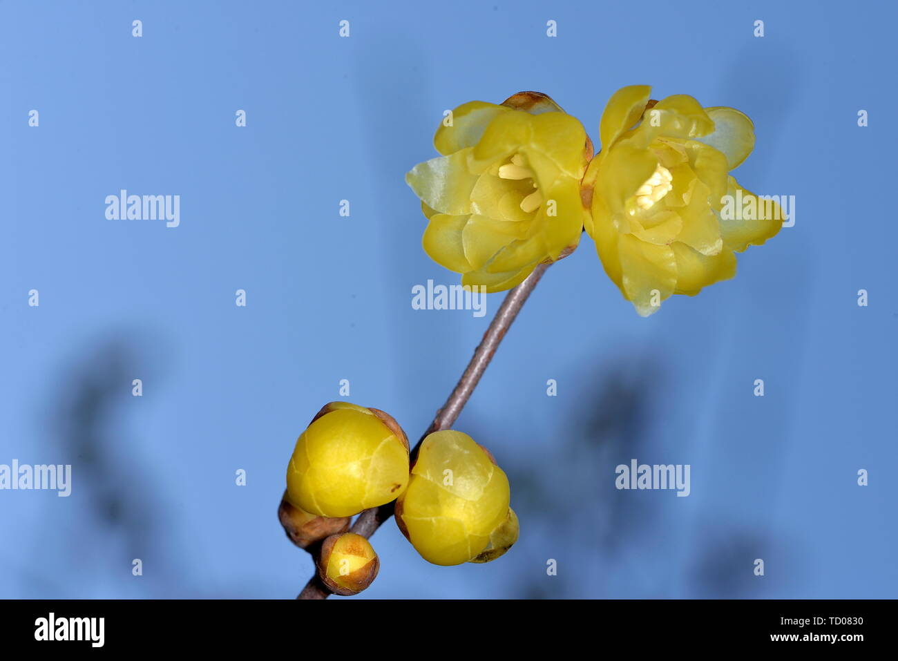 Plum flower Stockfoto