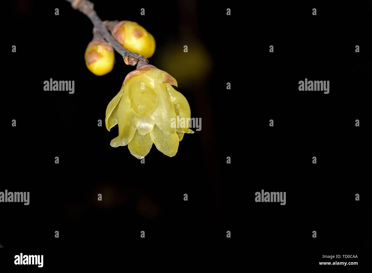 Plum flower Stockfoto