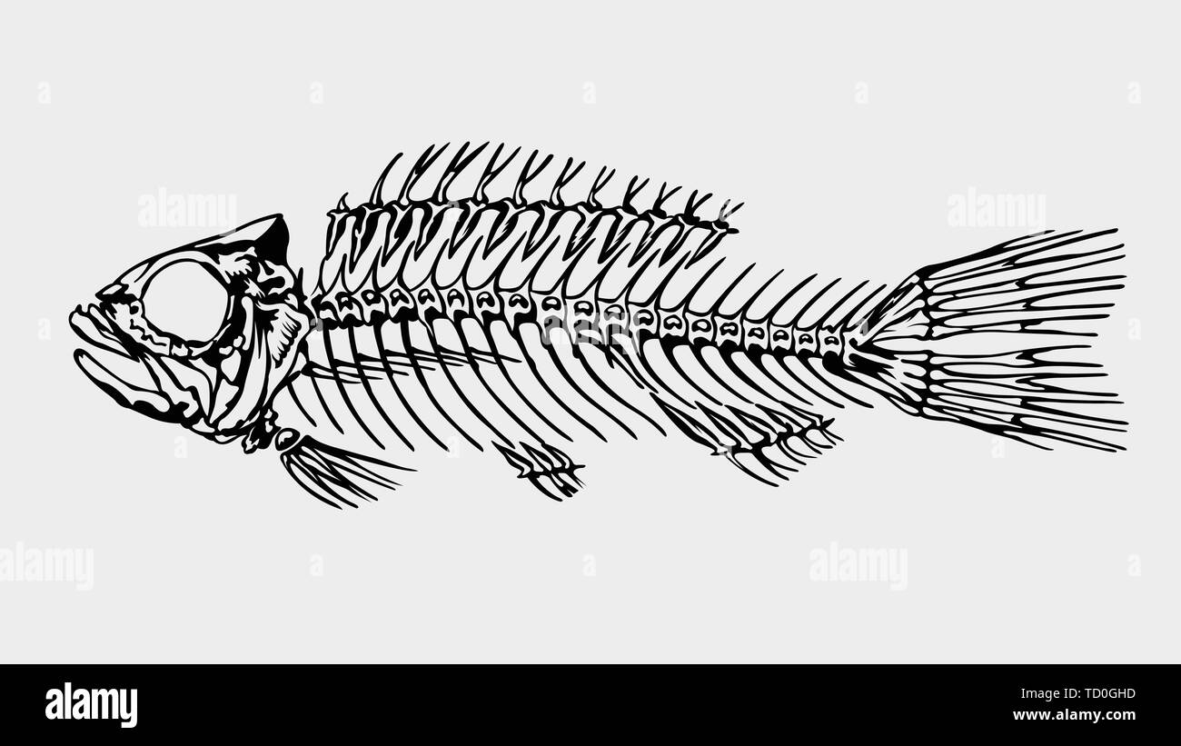 Silhouette in der Farbe schwarz Der ein Skelett eines großen Fisch auf hellgrauem Hintergrund. Vektorbild Stock Vektor