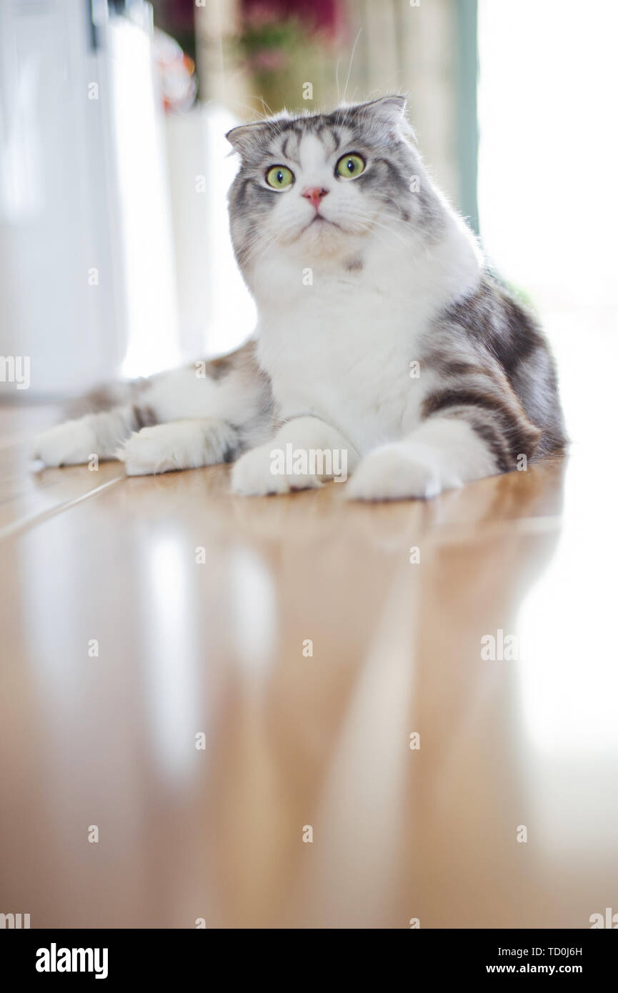 Schottische Eared Cat Stockfoto