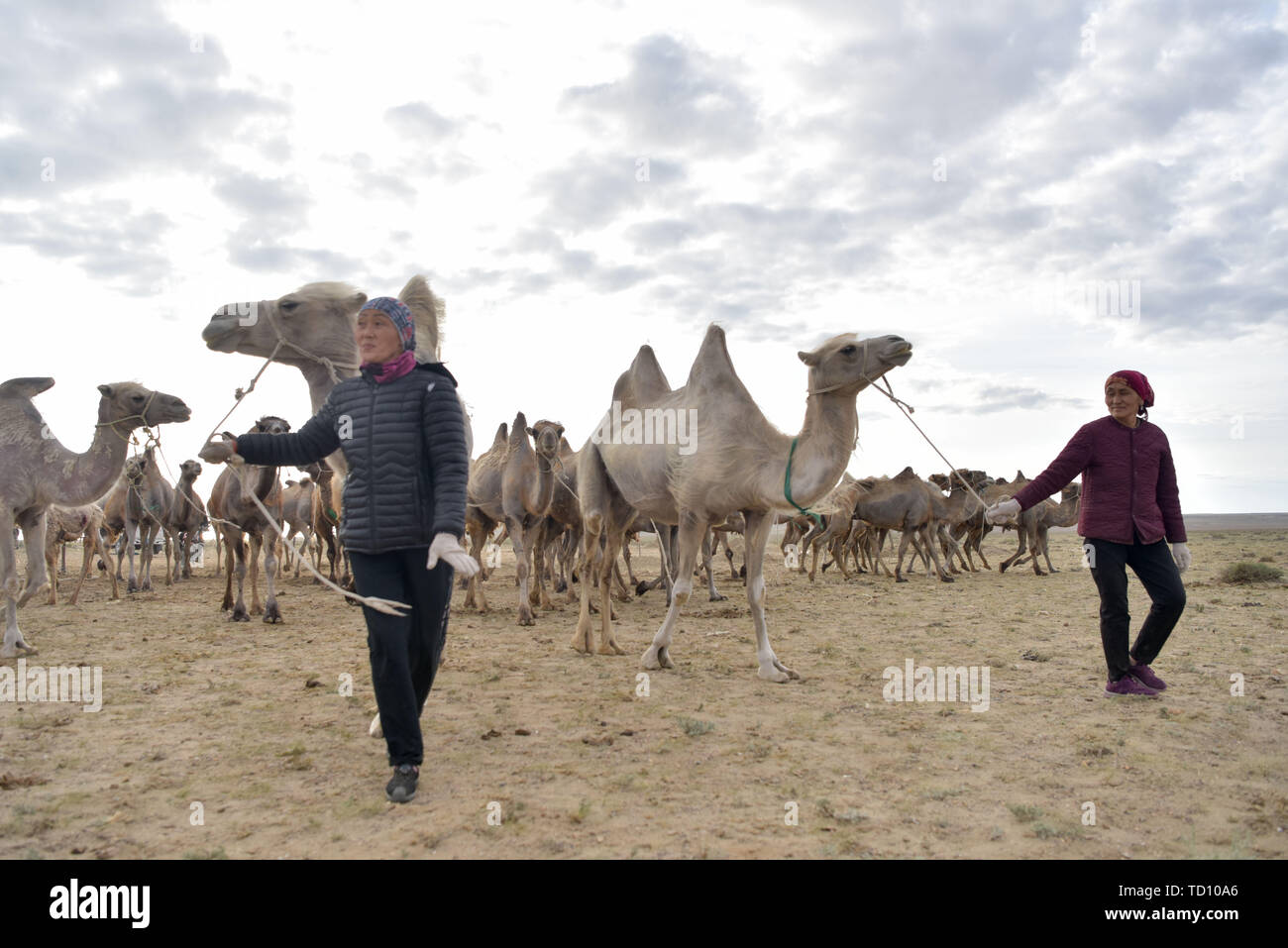 Altay, China. 10 Juni, 2019. Nehmen herdswomen Kamele zum Grasen in Fuhai Grafschaft Altay, Nordwesten Chinas Autonome Region Xinjiang Uygur, 11. Juni 2019. Fuhai County ist entlang der alten Seidenstraße, wo die Hirten von Kasachischen ethnische Gruppe haben eine Tradition, die Kamele. In den letzten Jahren, Fuhai County nutzt seine Camel Zucht Industrie dabei zu helfen, die Einheimischen erhöhen ihr Einkommen, mit einem jährlichen Pro-Kopf-Nettoeinkommen der Hirten hier derzeit bei mehr als 30.000 Yuan (etwa 4,339 US-Dollar). Quelle: Xinhua/Alamy leben Nachrichten Stockfoto