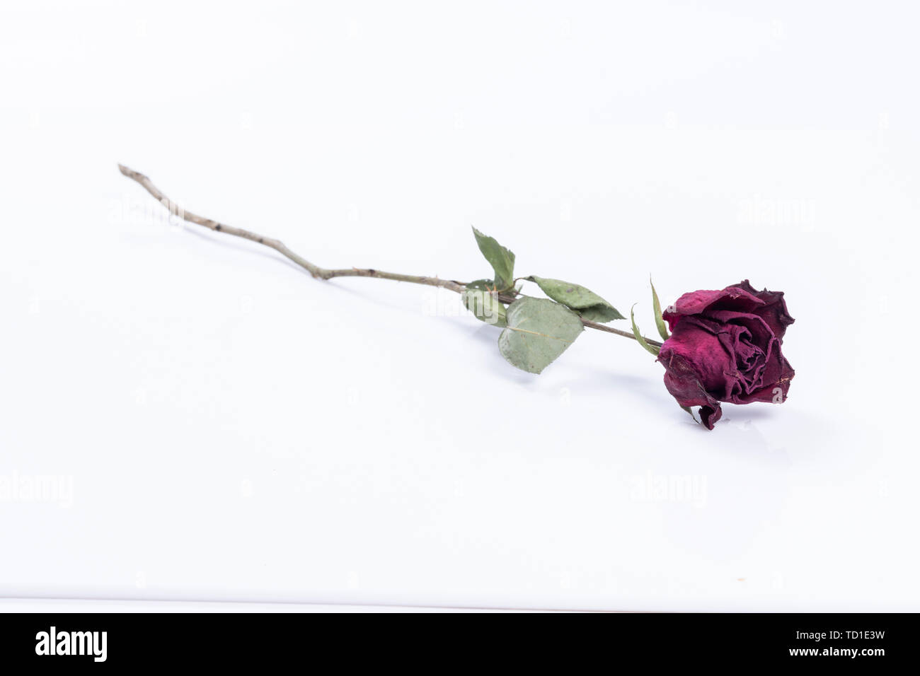 Die welke rose. Stockfoto