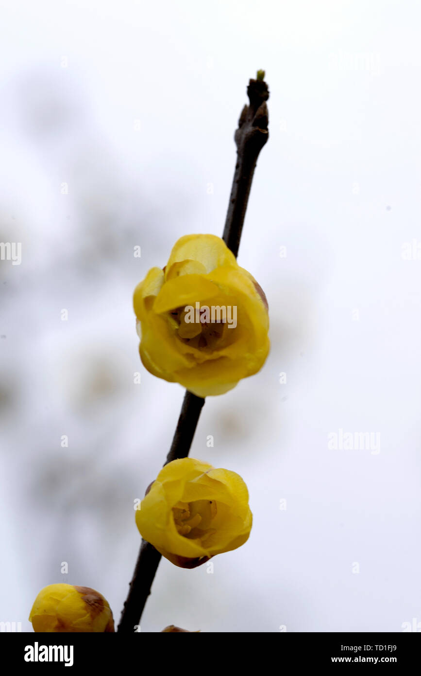 Ramei Stockfoto