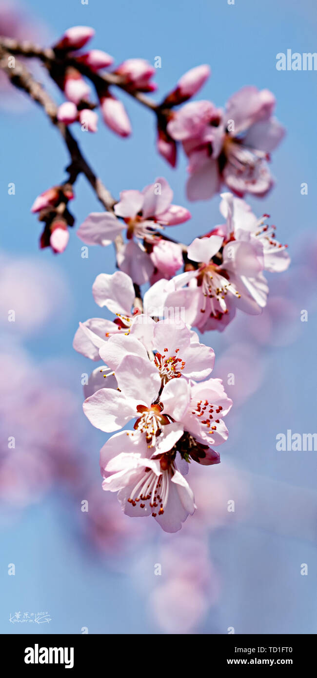 Beijing botanischen Garten Frühling Peach Blossom Stockfoto