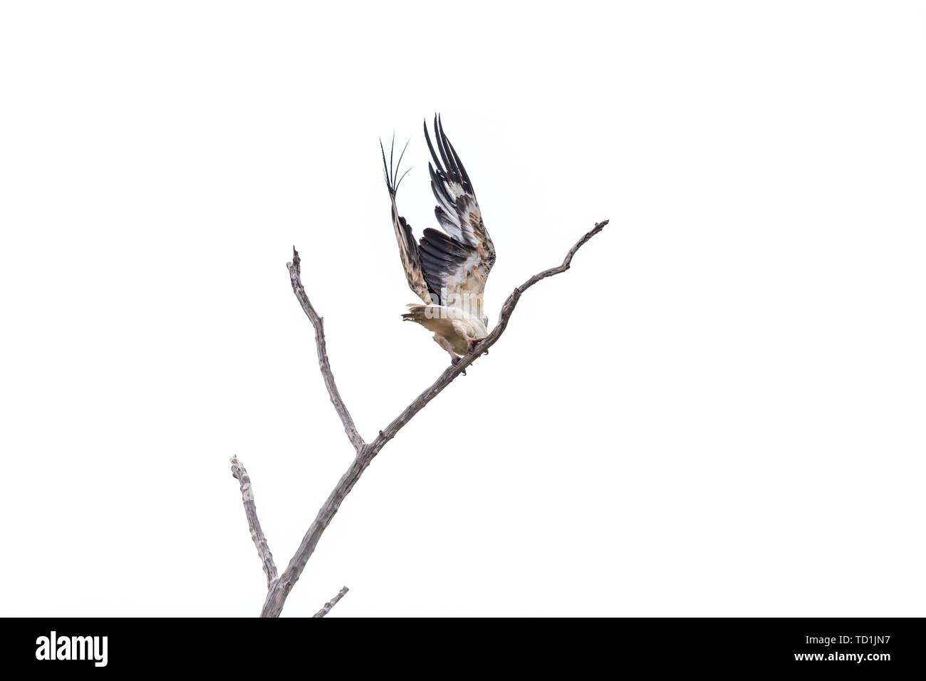 Eine white-bellied sea eagle Flying auf der Oberfläche des Meeres. Stockfoto