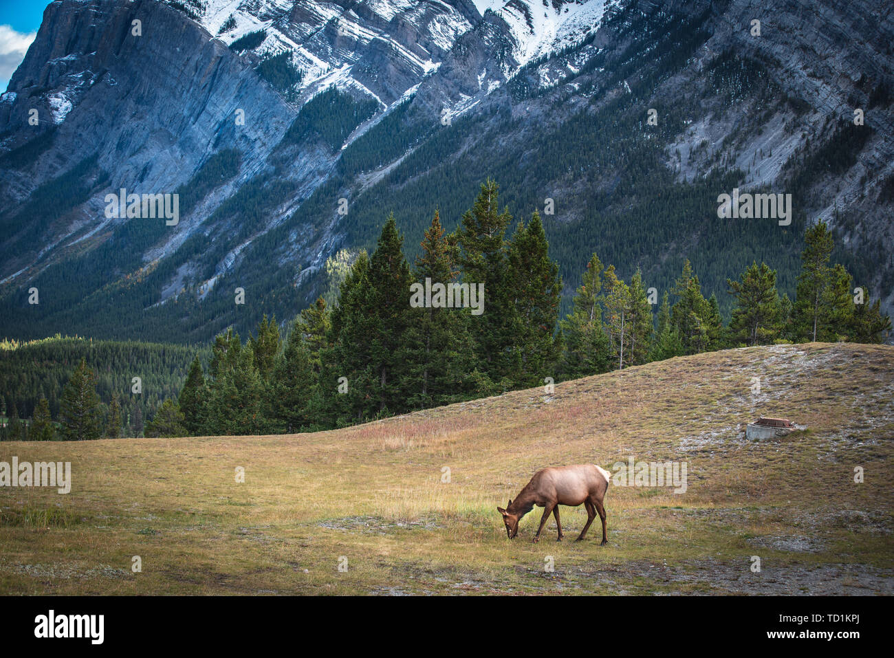 Kanadische Hirsche, um Banff gefilmt Stockfoto