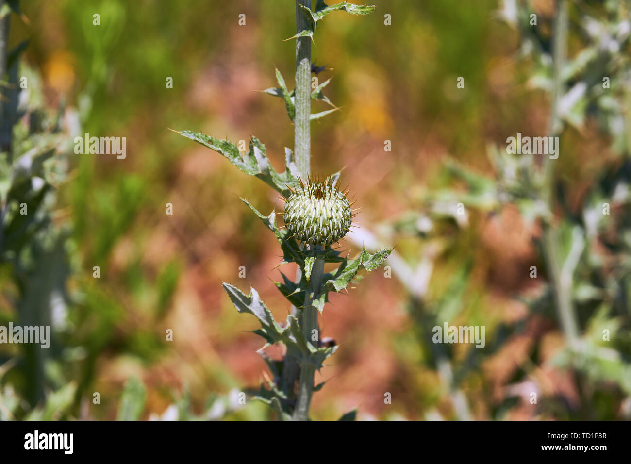 Texas Thistle isoliert preblossom jungen Knospe (Cirsium texanum) Stockfoto