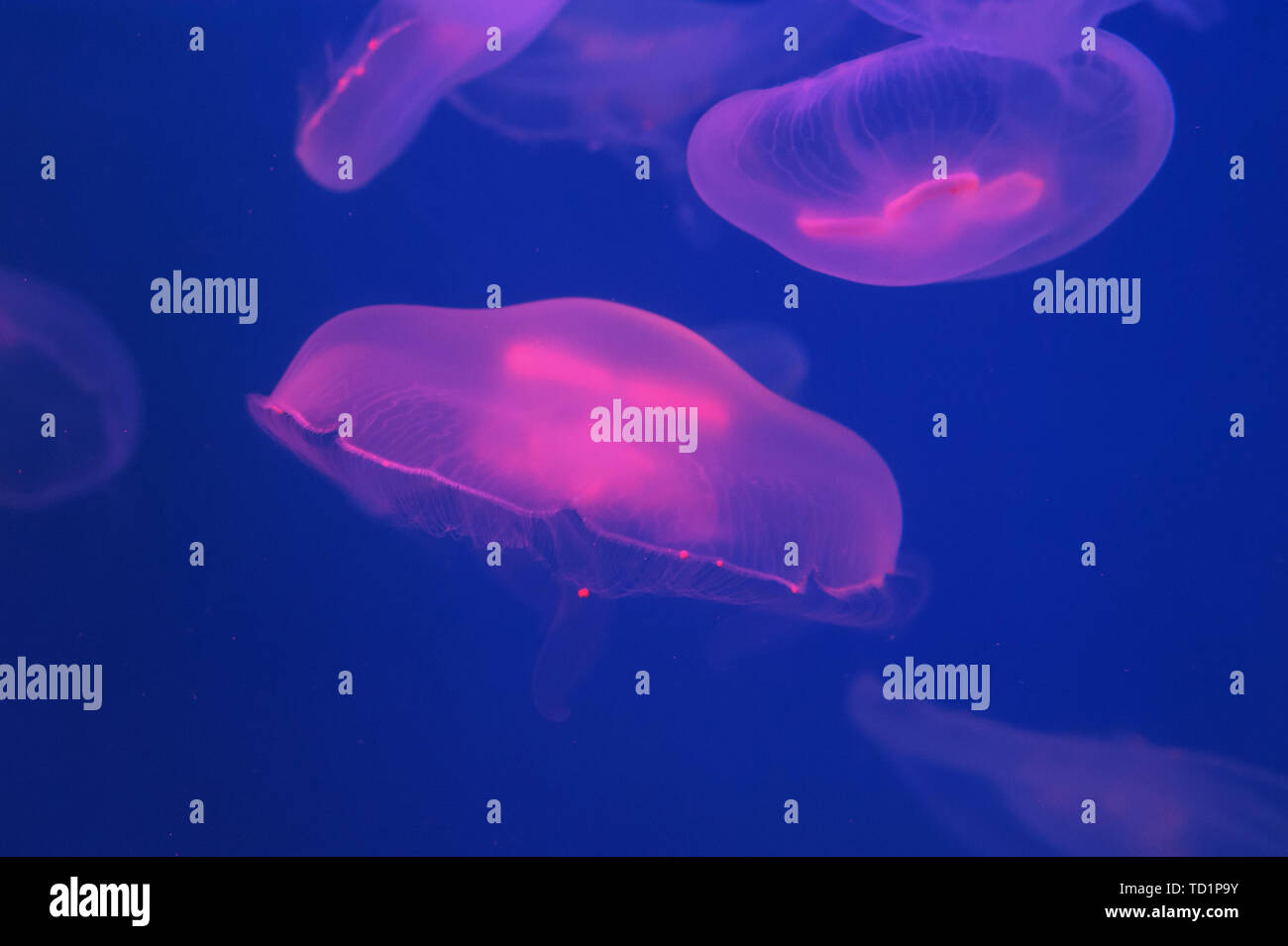 Ohrenquallen Aurelia aurita im Wasser. Aurelia aurita (auch genannt die gemeinsame Qualle, ohrenquallen, Moon jelly oder Untertasse jelly) Stockfoto