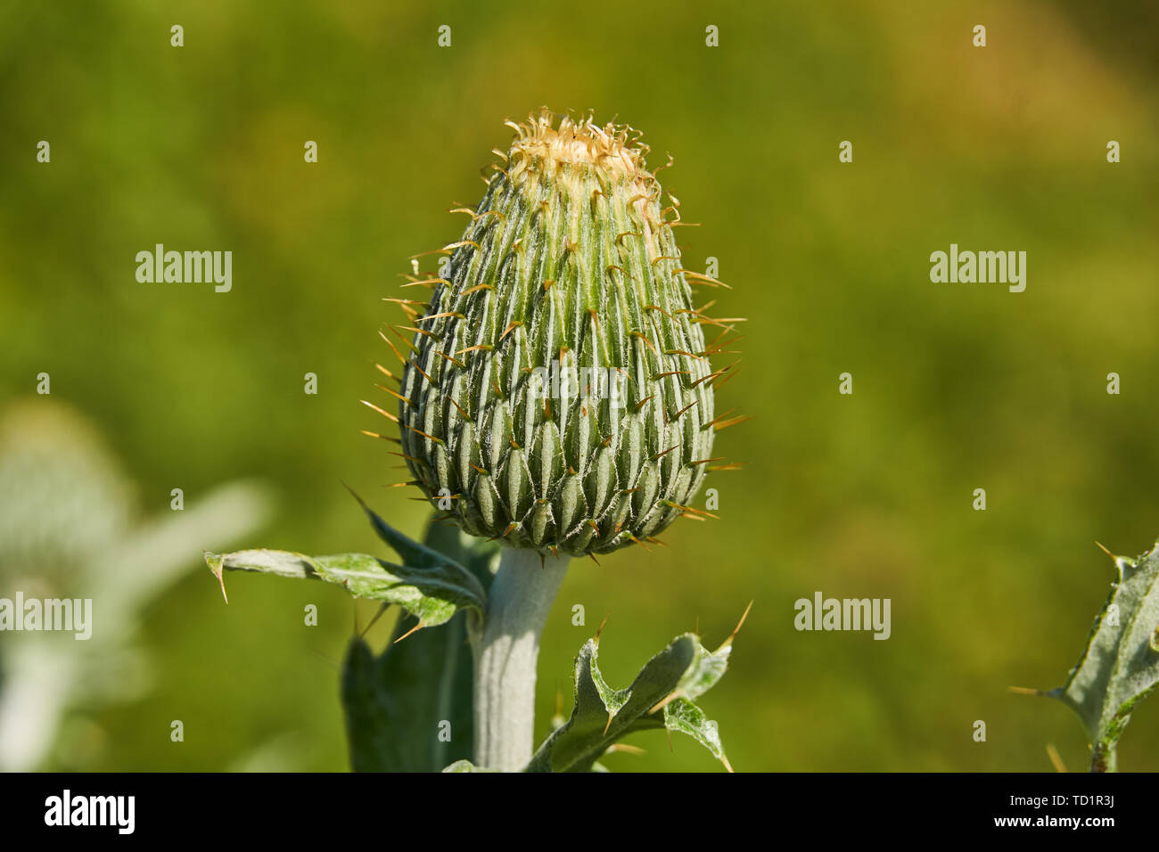 Texas Thistle isoliert preblossom Bud (Cirsium texanum) Stockfoto