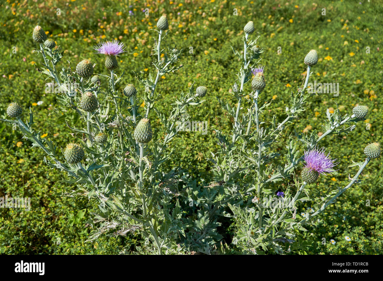 Texas Distel Pflanze mit Blüten (Cirsium texanum) Stockfoto