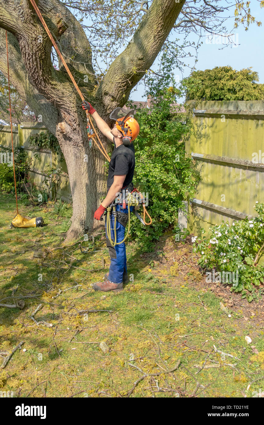 Baumzüchter oder Baum Chirurg, die Kontrolle und Seile, bevor Sie Arbeiten einen Baum. Stockfoto