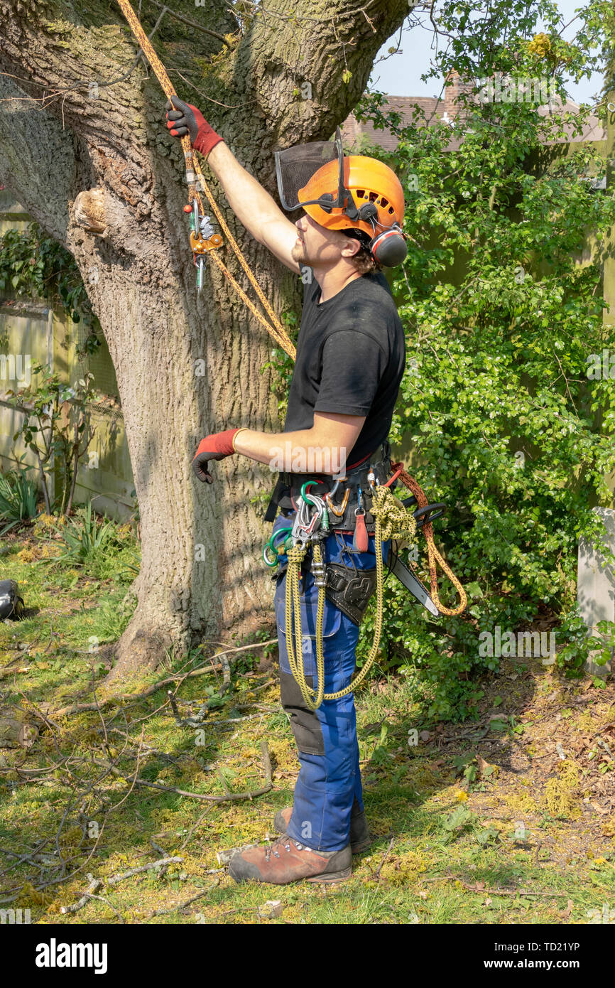 Baum Chirurg oder Baumzüchter mit Gurt und Seil bereit, bis zu einem Baum. Stockfoto