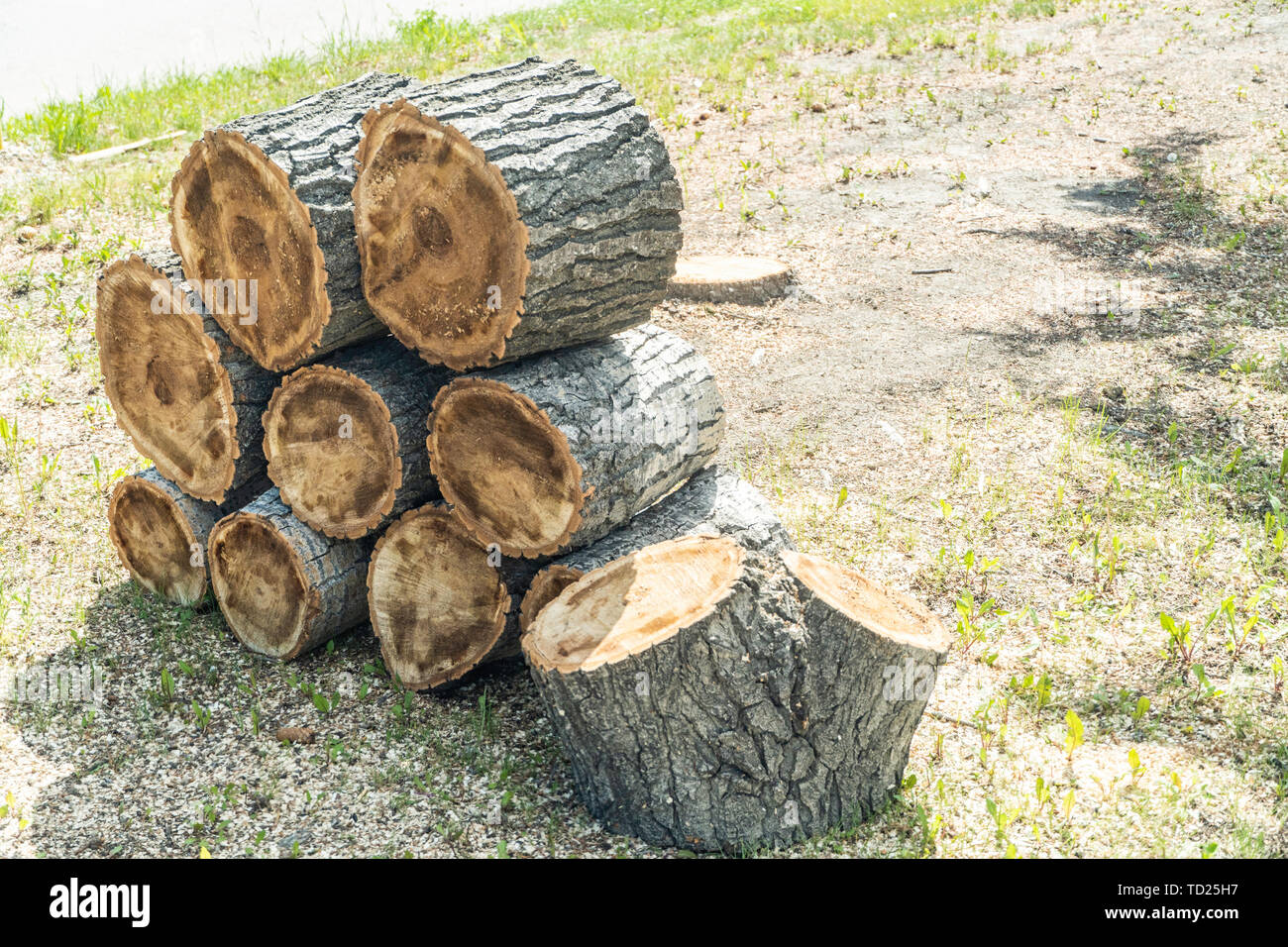 Stapel von geschnittenen Baum Protokolle für kostenloses Brennholz Stockfoto