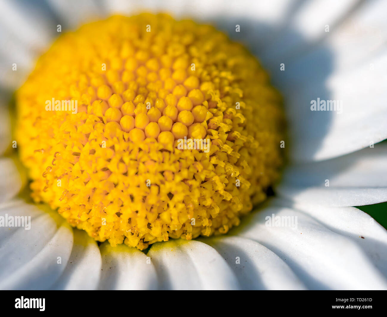 Römische Kamille close-up Stockfoto