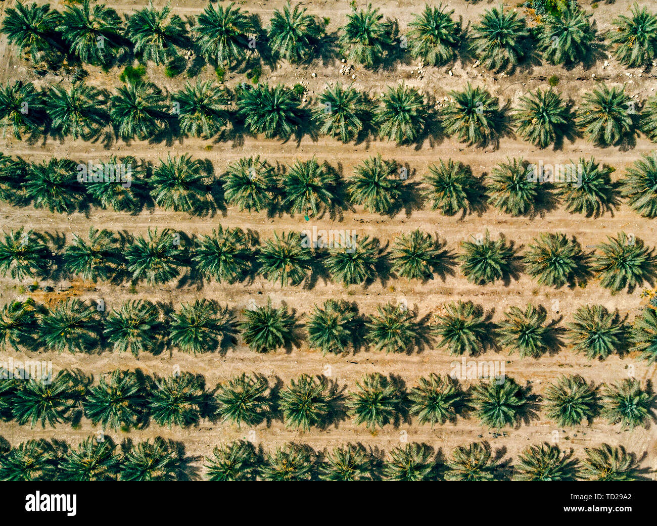 Luftaufnahme auf die Plantage von Palmen im Hintergrund. Zeilen der gepflanzten Palmen irgendwo im Nahen Osten. Landwirtschaftliche Arbeiten. Tapete mit Grün wächst Stockfoto